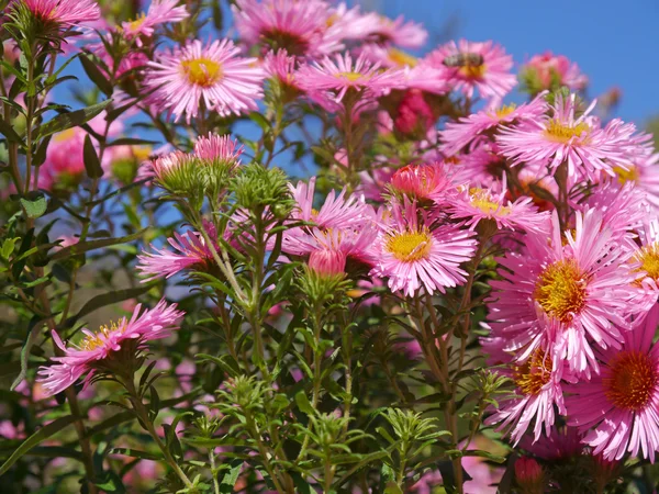 Aster ve mavi gökyüzü Telifsiz Stok Fotoğraflar