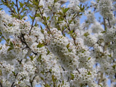 kiraz ağacı çiçekleri