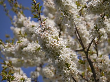 kiraz ağacı çiçekleri
