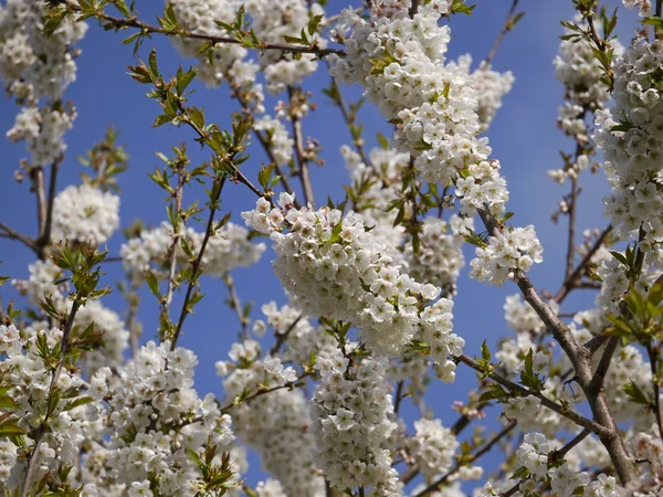 Cherry tree blossoms — Stock Photo, Image