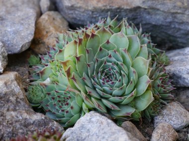 Houseleeks