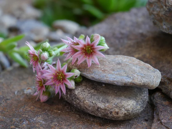 çiçek houseleeks üzerinden