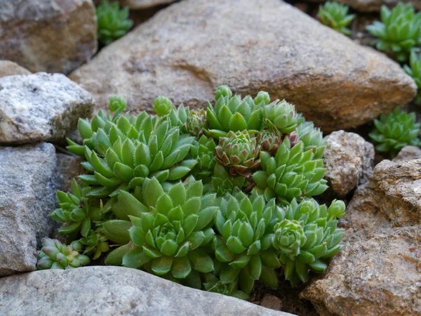 Houseleeks — Stock fotografie