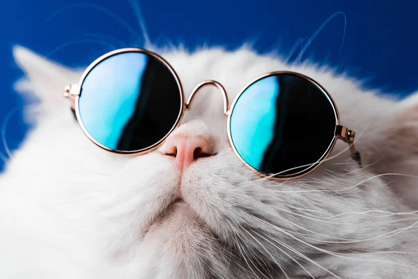 Bardzo zbliżenie widok niesamowite zwierzę domowe w lustrze okrągłe okulary przeciwsłoneczne moda jest izolowana na niebieskiej ścianie. Włochaty kot w studio. Zwierzęta, przyjaciele, koncepcja domu. — Zdjęcie stockowe