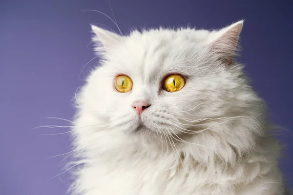 Portrait von Highland gerade flauschige Katze mit langem Haar. Cooles Tierkonzept. Studioaufnahmen. Weiße Pussycat auf violettem Hintergrund. — Stockfoto