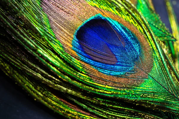 Пір'я тропічного павича. Макро, крупним планом. Прекрасні тварини. точність кольору природи . — стокове фото
