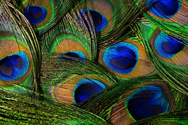 Penas de pássaro de pavão tropical. Macro, vista de perto. Bons animais. precisão de cor da natureza. — Fotografia de Stock