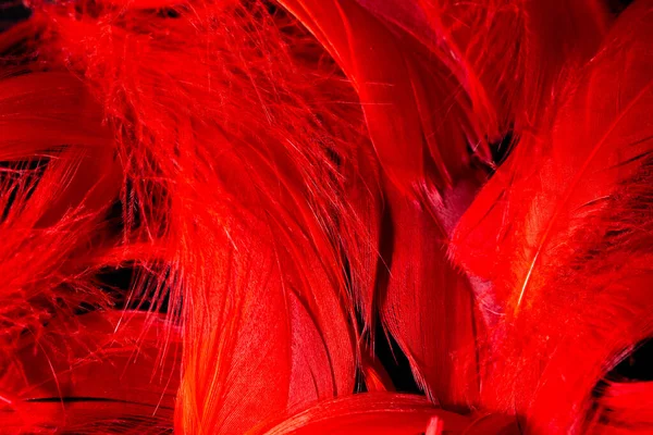 Hermoso fondo de plumas de aves tropicales rojas. Patrón natural pájaro. Vista superior de cerca. Disparo abstracto. — Foto de Stock