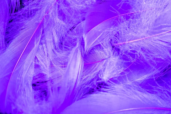 Belo fundo de penas de pássaros tropicais violetas. Padrão natural de pássaro. Vista panorâmica. Abstrato. — Fotografia de Stock