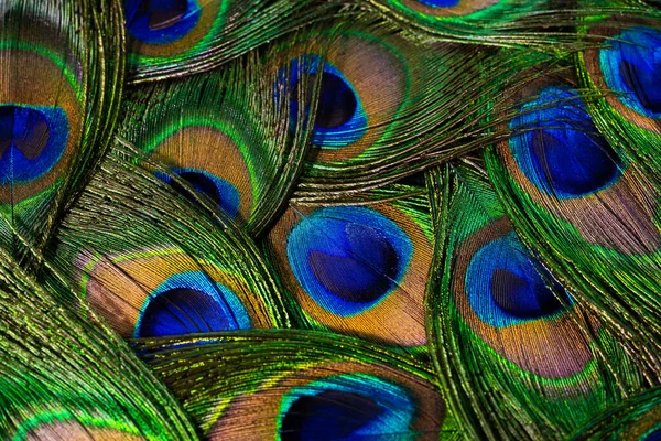 Trópusi pávamadár tollai. Makro, közelkép. Gyönyörű állatok. a természet színpontossága. — Stock Fotó