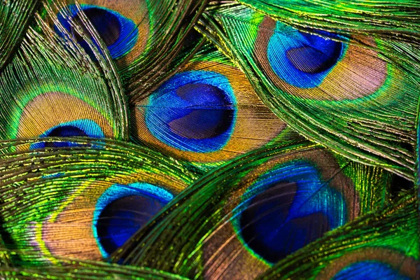 Trópusi pávamadár tollai. Makro, közelkép. Gyönyörű állatok. a természet színpontossága. — Stock Fotó