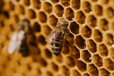 Arı ailesi arı kovanında bal peteği üzerinde çalışıyor. Kovandaki apis mellifera hayatı. Bal kavramı, arıcılık, ticari tozlaştırıcılar, gıda üreticileri..