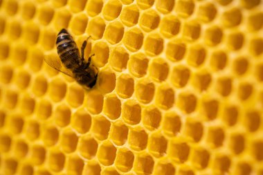 İşçi arı polenleri işliyor ve tarağa bal pompalıyor. Apiary. Apis mellifera 'nın hayatı. Bal kavramı, apikültür, arı kovanı, böcekler.