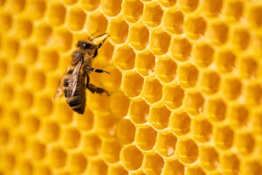 İşçi arı polenleri işliyor ve tarağa bal pompalıyor. Apiary. Apis mellifera 'nın hayatı. Bal kavramı, apikültür, arı kovanı, böcekler.