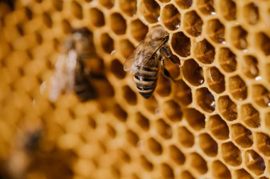 Arı ailesi arı kovanında bal peteği üzerinde çalışıyor. Kovandaki apis mellifera hayatı. Bal kavramı, arıcılık, ticari tozlaştırıcılar, gıda üreticileri..