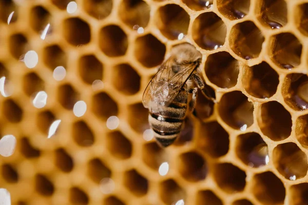 A dolgozó méhek virágport dolgoznak fel, és mézet pumpálnak a fésűbe. Méhész. Apis mellifera élete. A méz, méhészet, méhkas, rovarok fogalma. — Stock Fotó