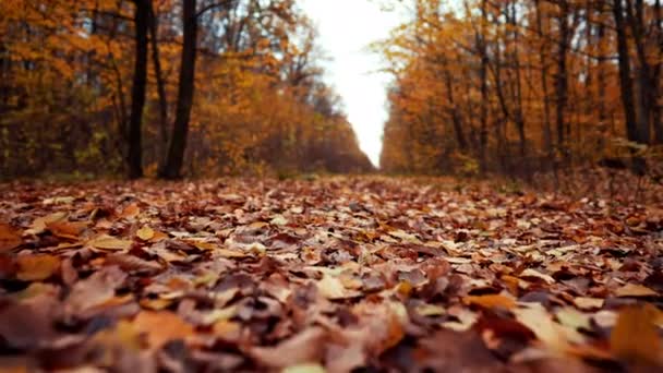 Осенняя природа в лесу. Камера движется вперед через падающие оранжевые листья на землю. Гимбал, замедленная съемка. Осенний пейзаж — стоковое видео
