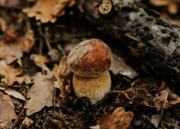 Kleiner Pilz in fallendem Laub im Herbst. Beliebter Steinpilz Edilus im natürlichen Lebensraum Wald. — Stockfoto
