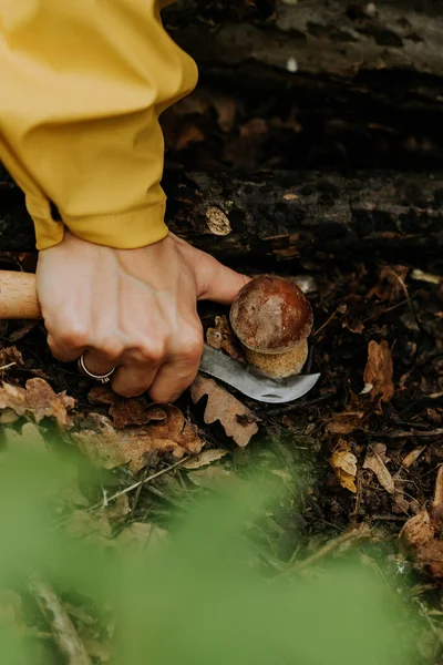 Sammler schneidet Pilze mit speziellem Messer. Kleiner Pilz in fallendem Laub im Herbst. Populärer Steinpilz Edilus im natürlichen Lebensraum Wald. — Stockfoto