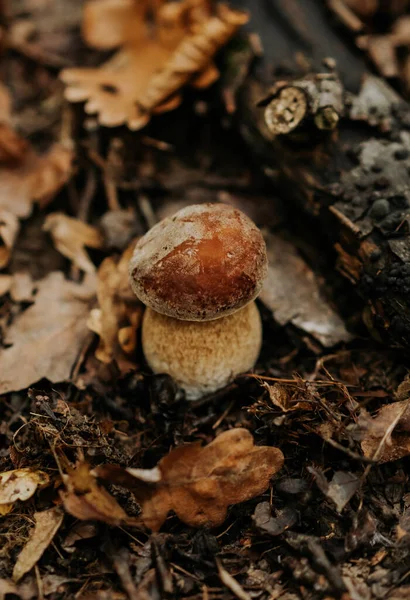 Liten svamp i fallna löv på hösten. Populär Boletus Edilus svamp i naturlig skogsmiljö. — Stockfoto