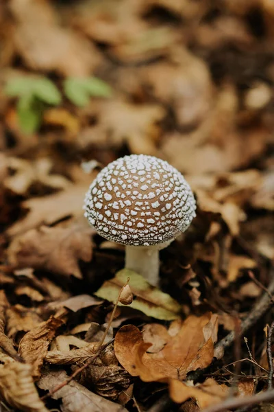 Liten giftig svamp amanita i fallna blad på hösten. Populär flugsvamp i naturlig skogsmiljö. — Stockfoto