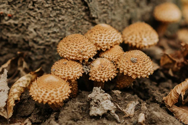 Små svampar Pholiota squarrosa i fallna blad på hösten. Fjälliga sällsynta svampar listade i Röda boken i naturlig skogsmiljö. — Stockfoto
