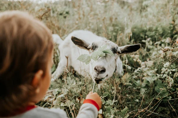 První setkání batolete chlapečka a bílé kozy v přírodě. Dítě krmí chůvu trávou. Letní polní krajina s domácími zvířaty. Příroda a děti — Stock fotografie