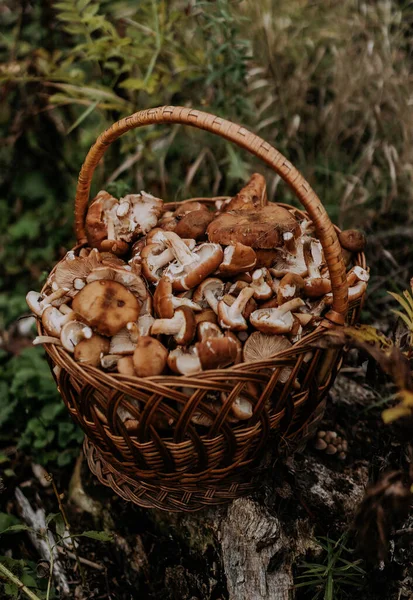 Basket full of gathered mushrooms from forest. Honey agarics, fungus concept, — Stock Image Basket full of gathered mushrooms from forest. Honey agarics, fungus concept, Royalty Free Stock Images