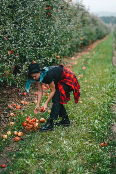 Donna dai capelli blu raccogliendo frutti di mela rossa maturi nel giardino verde. Stile di vita biologico, agricoltura, occupazione giardiniere — Foto Stock