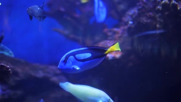 Acanthurus leucosternon, powder blue tang, powder blue surgeonfish, marine tropical fish, Acanthuridae, surgeonfishes, black fish is swimming by, aquarium, oceanarium, blue lamp light, underwater — Stock video