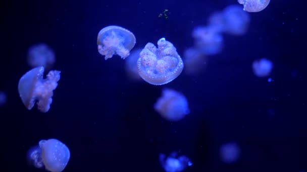 Belles méduses lumineuses colorées en macro gros plan nager dans la piscine de l'aquarium avec fond bleu. Mastigias papouasie particules coulant sous l'eau. Mouvement lent. — Video