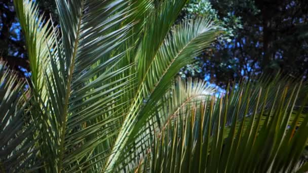 巴塞罗那温暖的阳光灿烂的一天。太阳光穿过棕榈树的叶子.棕榈叶特写。热带抽象背景。多莉开枪了相机从右移到左移 — 图库视频影像