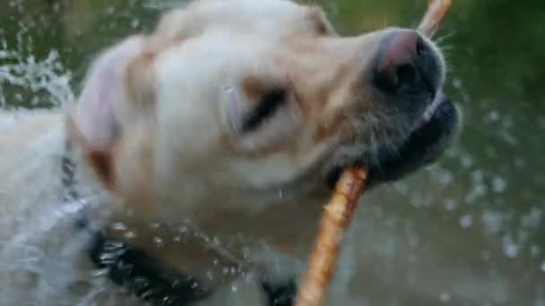 젖은 개가 천천히 물을 떨어 뜨 립니다. 이빨에 사탕수수를 꽂고 사는 성인 노점상이 강에서 목욕을 하며 자연을 즐긴다. 재미있는 동물. — 비디오