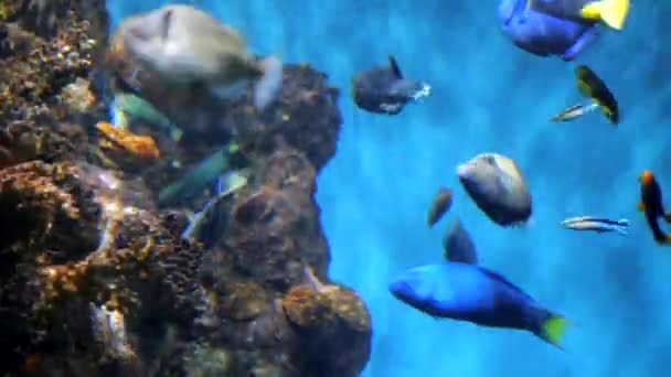 O incrível mundo de um recife de coral. Lindas flores de coral e peixes tropicais. Peixes nadando pacificamente no fundo de anêmonas marinhas e corais macios. Movimento lento. — Vídeo de Stock