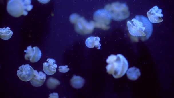 Beautiful colorful glowing jellyfishes in macro closeup shot swimming in aquarium pool with blue background. Mastigias papua underwater flowing particles. Slow motion. — Stock Video