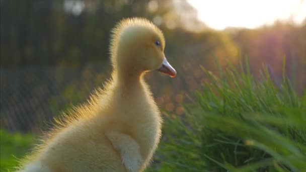 Bonito gosling doméstico sentado na grama verde ao ar livre. 4k — Vídeo de Stock