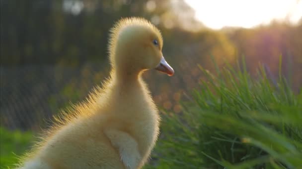 Χαριτωμένο οικιακό gosling κάθεται στο πράσινο γρασίδι εξωτερική. 4ια — Αρχείο Βίντεο