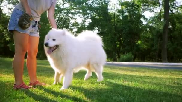 Uma mulher adulta com cabelos vermelhos joga e acaricia seu cão da raça Samoyed. Branco fofo animal de estimação em um parque com amante em um gramado verde se divertir. LOW MOTION — Vídeo de Stock