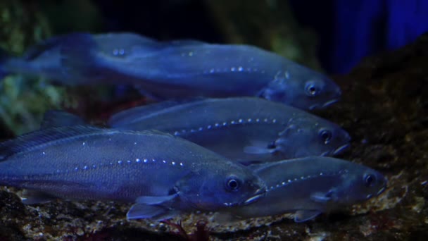 Na dně akvária spočívají velké dlouhé zářící neonové ryby. Barcelona, zpomalení. — Stock video