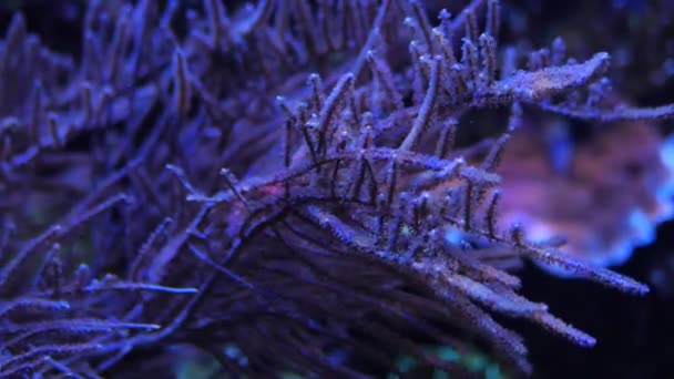 Denises pygmy seahorse looking around, Hippocampus denise. Beautiful ocean corals. Slow motion. — Stock Video