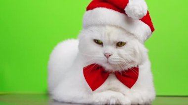 Kırmızı papyonlu beyaz kedi ve yeşil krom arka planda Noel Baba şapkası. 4k Stüdyo görüntüsü. Lüks izole edilmiş evcil kedi..