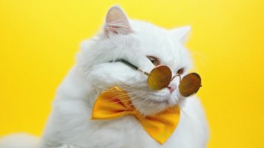 Moda gözlüklü ve papyonlu beyaz tüylü kedi portresi. Gözlüklü evcil kedi sarı duvar arkasında poz veriyor. Stüdyo görüntüleri.