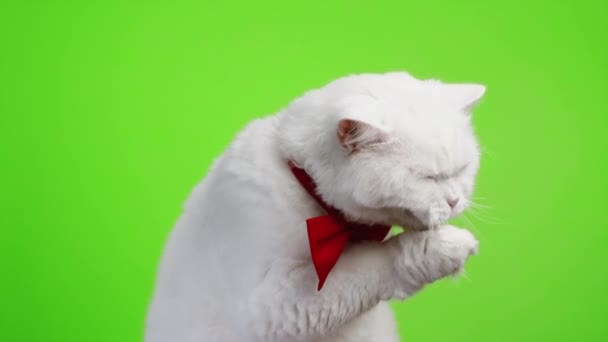 Close portrait of white furry cat in bowtie washes, licks his paw and rubs muzzle. Studio footage. Luxurious domestic kitty poses on green chromakey wall background. — Stock Video