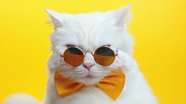 Fehér szőrös macska portré divatos napszemüvegben és csokornyakkendőben. Luxus hazai cica szemüveg pózol sárga fal háttér. Stúdió felvételek. — Stock videók