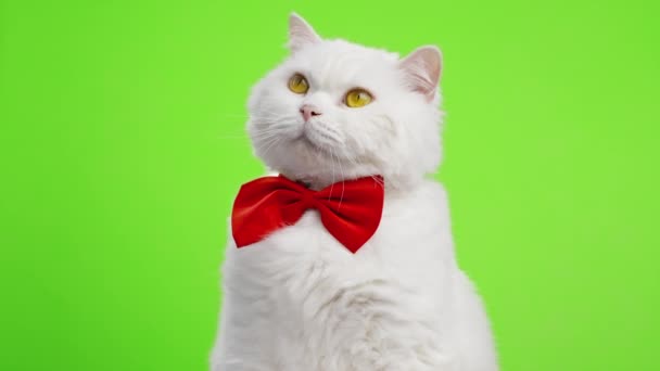 Schattig portret van witte harige kat in rode strikje op groene chromakey achtergrond. 4k Studio beelden. Luxe geïsoleerd huiselijk kitty. — Stockvideo
