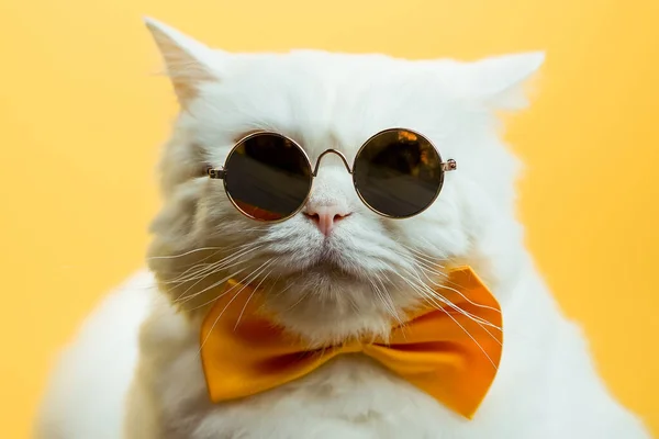 Portrait rapproché de chat à fourrure blanche dans des lunettes de soleil de mode. Luxueux chaton domestique en lunettes pose sur fond de mur jaune. — Photo