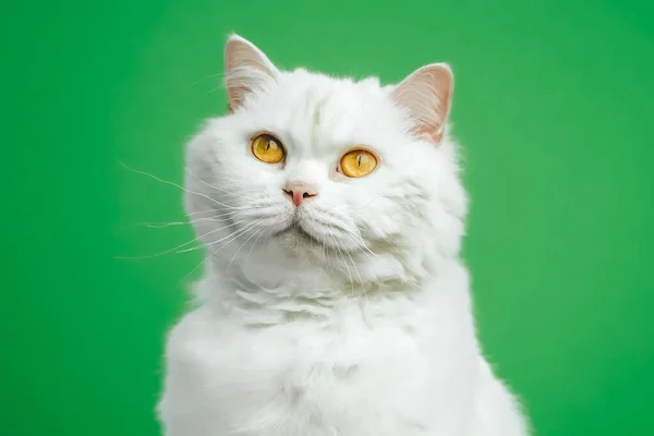 Nettes Porträt einer weißen pelzigen Katze auf grünem Chromakey-Hintergrund. Studiofoto. Luxuriöse isolierte Hauskatze. — Stockfoto