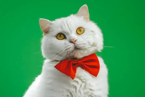 Nettes Porträt einer weißen pelzigen Katze in roter Fliege auf grünem Chromakey-Hintergrund. Studio. Luxuriöse isolierte Hauskatze. — Stockfoto