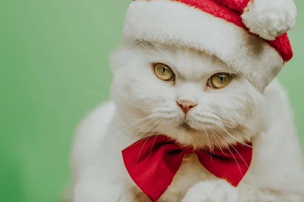 Ünnepi portré fehér macska piros csokornyakkendő és Mikulás kalap zöld chromakey háttér. Stúdió. Luxus elszigetelt belföldi cica. — Stock Fotó