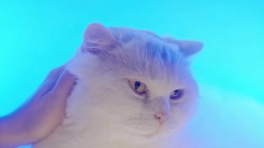 Sevimli beyaz tüylü kedi neon renkli arka planda kadın ellerinin okşamasından hoşlanıyor. 4k Stüdyo görüntüsü. Lüks izole edilmiş evcil kedi..